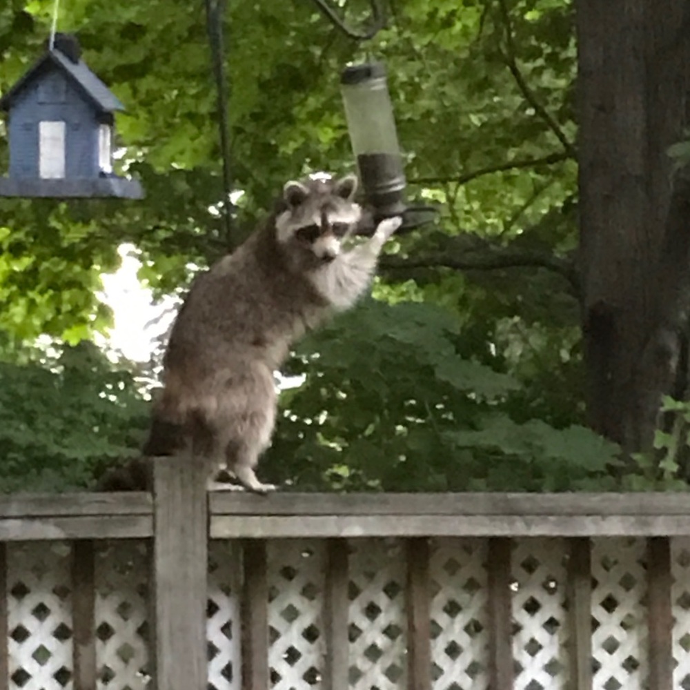 Look what was in my backyard... Sooo Cute!!